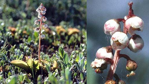 Image of common wintergreen