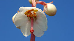 Plancia ëd Pyrola rotundifolia L.