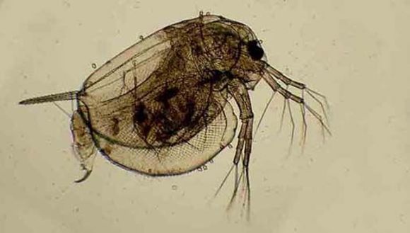 Image of Phyllopoda