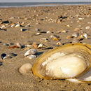 Image of common otter clam