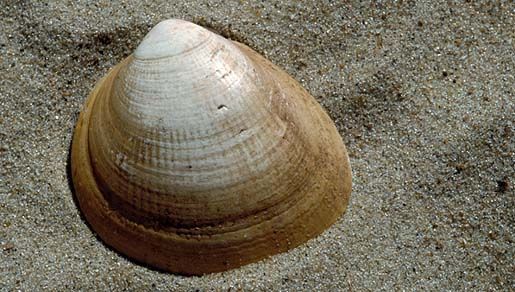 Image of Norway cockle