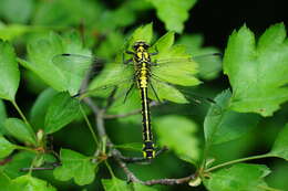 Image of Club-tailed Dragonfly