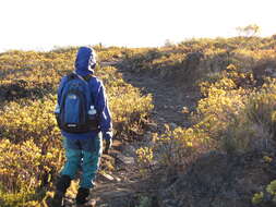 Image of alpine mirrorplant