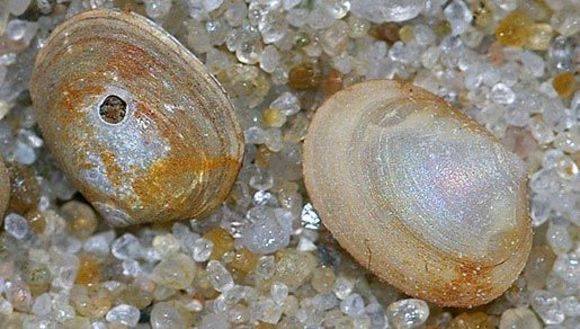 Image of two-toothed Montagu shell