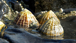 Image of Common limpet