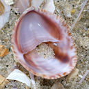 Image of Common slipper shell