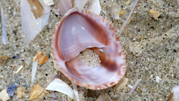 Image of Common slipper shell