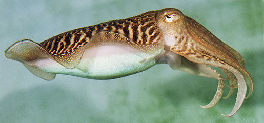 Image of cuttlefishes