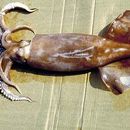 Image of European flying squid