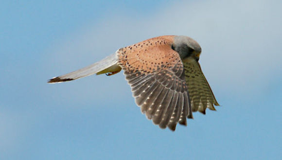 Image of kestrel, common kestrel