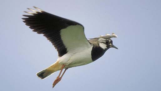 Image of Lapwing