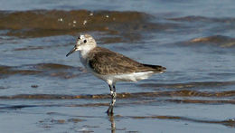 Imagem de Calidris minuta (Leisler 1812)