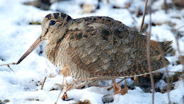 Image of Woodcock