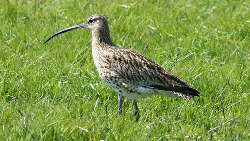 Image of curlew, eurasian curlew