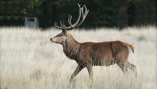 Image of Red Deer