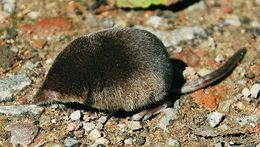 Image of pygmy shrew, lesser shrew