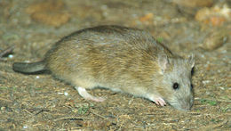 Image of Rattini