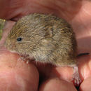 Image of field vole, short-tailed vole
