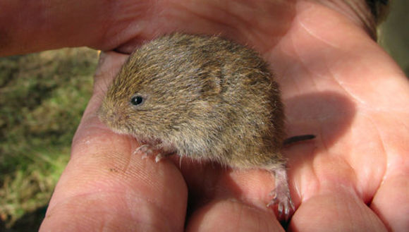Image of field vole, short-tailed vole