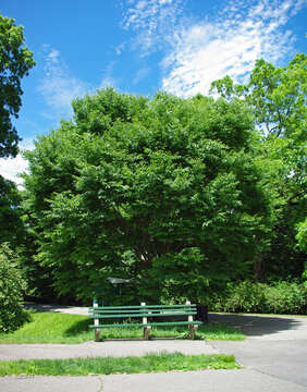 Image of Schneider's Zelkova