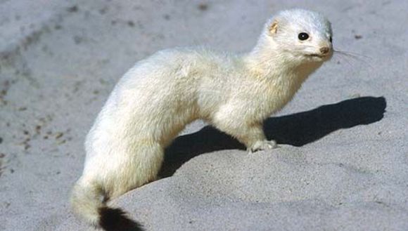 Image of ermine