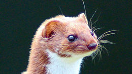Image of least weasel