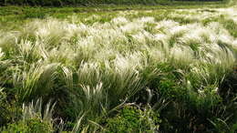 Image of Needle Grass