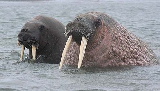 Image of walruses