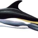 Image of atlantic white-sided dolphin, white-sided dolphin