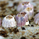 Image of common barnacle