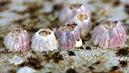 Image of common barnacle