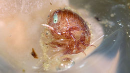 Image of jellyfish amphipods
