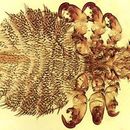 Sivun Echinophthirius horridus (von Olfers 1816) kuva