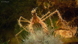 Image of long legged spider crab