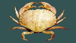 Image of crab