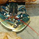 Image of Common lobster
