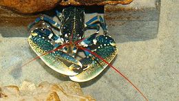 Image of clawed lobsters