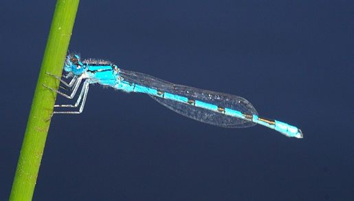 Image of Common Blue Damselfly