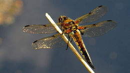 Image of Four-spotted Chaser