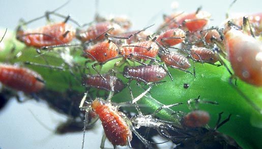 Image of aphid