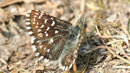 Image of Checkered-Skippers