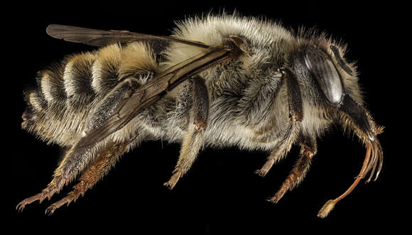 Image of Megachile montenegrensis Dours 1873