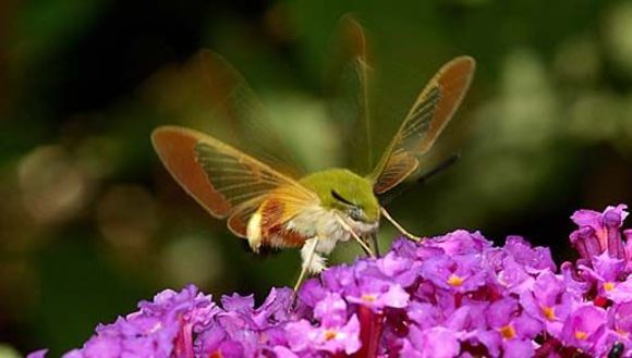 Image of broad-bordered bee hawk-moth