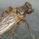 Image of kelp flies