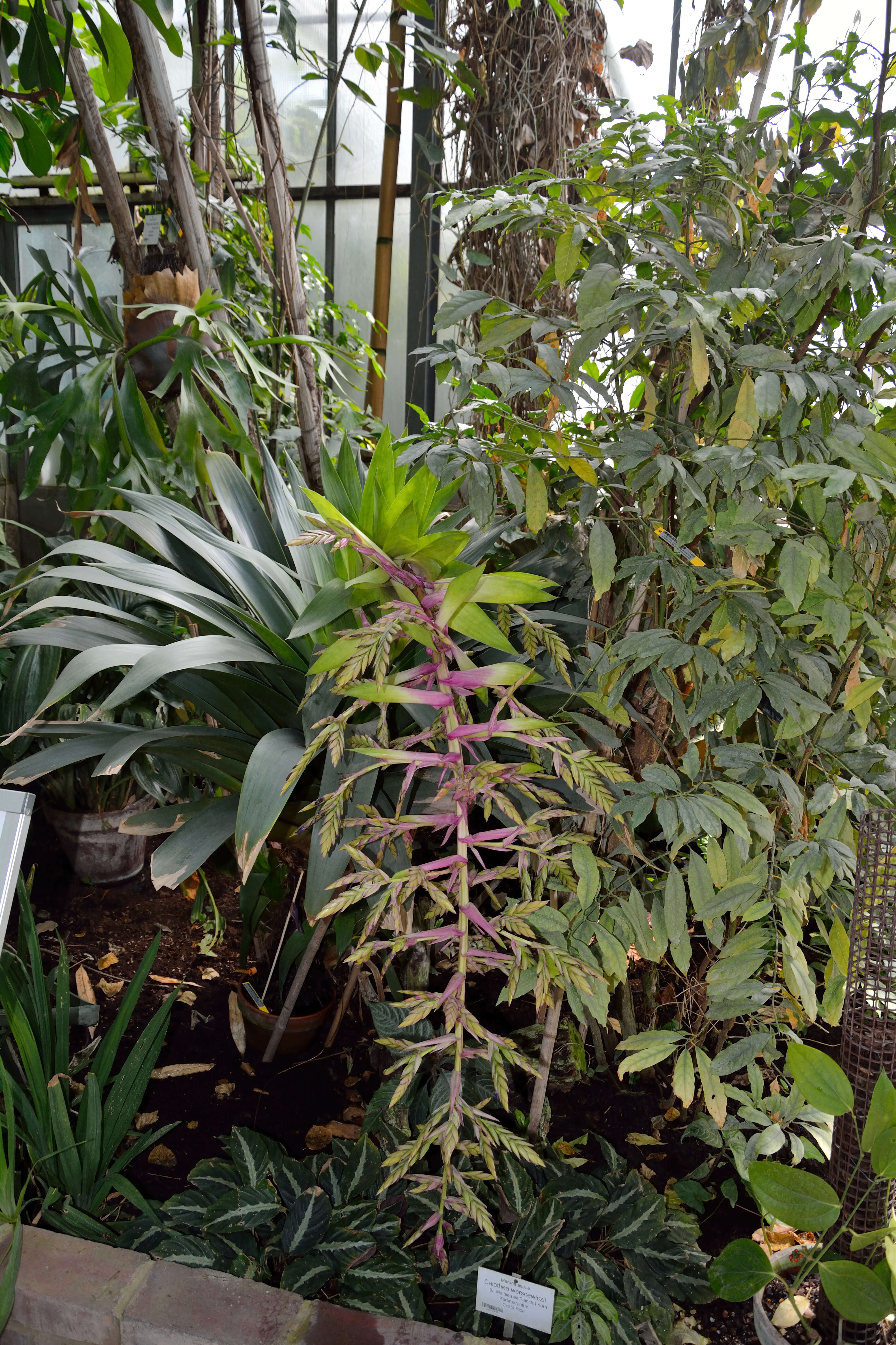 Imagem de Tillandsia australis Mez