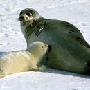 Image of Harp Seal