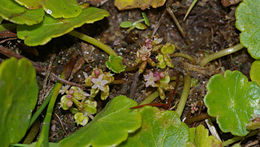 Image of Marsh Pennywort