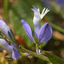 Image of Common Milkwort