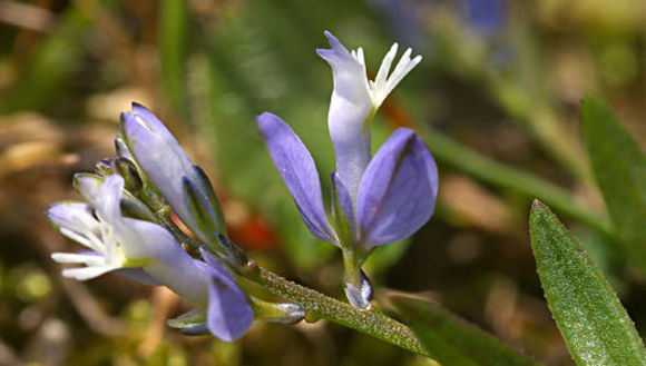 Image of Common Milkwort