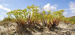 Image of sea spurge